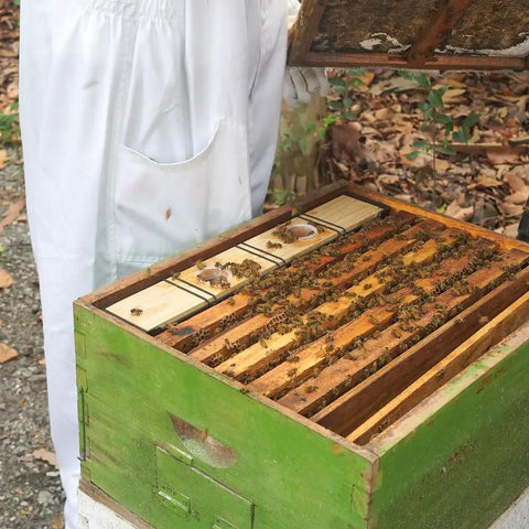 Two Pack 3.5L Bee Feeders For Deep Beehive Frames in use, bees feeding on frame inserted in green hive box outdoors
