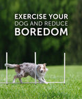 Dog jumping over adjustable bar in Beginner Dog Agility Kit With Jumps, Tire Jump, Weave Poles, 10 Ft Tunnel With 4 Sandbags, Pause Box And Braided Poles, A Solid Training Tool For Bonding, Confidence Boost, And Quick Skill Growth