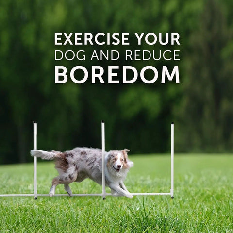 Dog jumping over adjustable bar in Beginner Dog Agility Kit With Jumps, Tire Jump, Weave Poles, 10 Ft Tunnel With 4 Sandbags, Pause Box And Braided Poles, A Solid Training Tool For Bonding, Confidence Boost, And Quick Skill Growth