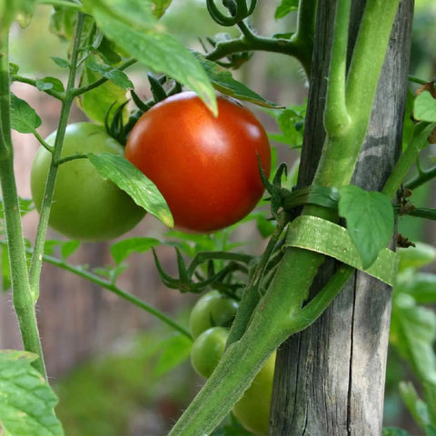 Tomato plant staked with One Wrap Garden Ties For Plants And Staking Reusable Adjustable Plant Supports With Gentle Non Slip Grip