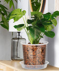 Clear Nursery Pots With Drainage Holes And Saucers, 40 Pack In 4, 5, 6, 7 Inch Sizes, Flexible Seed Starting Pots For Succulents, Herbs, And Annual Flowers, Transparent Plastic Planter Pots For Indoor Or Outdoor Use showcasing a potted plant indoors
