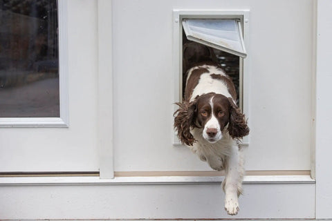 Jumbo Black Wall Mount Dog Door Built Hecka Tough With A Double Flap Seal That Blocks Cold Air While Big Pups Chill Indoors Keeping Your Home Damn Cozy And Totally Draft Free: Dog exiting through the door.