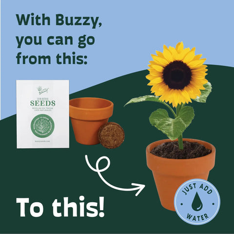 Sunflower Seed Starter Kit Bulk 20 Pack With Mini Terracotta Pots For Weddings DIY Crafts Classroom Projects Party Favors And Easy Home Gardening For All Ages showing seeds, pots, and blossom.