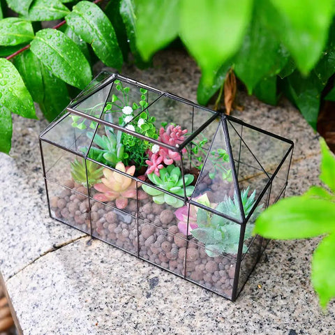 Glass Terrarium House Planter With Swing Lid For Succulents And Small Plants, Modern Glass Greenhouse Habitat, Black Accent, Totally Perfect For Moss, Ferns, Cacti, And Venus Flytrap, 9.8 By 7.9 By 5.9 Inches