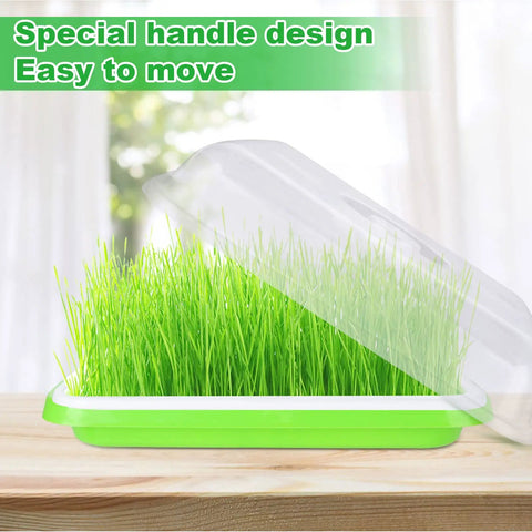 Six Pack Seed Sprouting Trays With Drain Holes BPA Free Plastic Germination Trays for Microgreens Wheatgrass on green tray