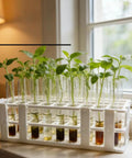 Two Pack 24 Hole White Plastic Test Tube Rack, Detachable Holder For 25mm And Smaller Tubes, displaying seedlings by window.