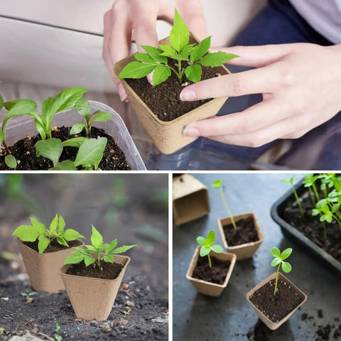 Square Peat Seed Starter Pots, 150 Pack, 3 Inch Biodegradable With Labels in use by seedlings