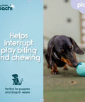 Dachshund playing with Mini Tuggi Ball Dog Toy With Stretchy Bungee Handle Lightweight Durable Foam Ball For Small Dogs