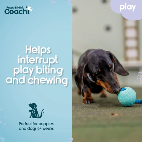 Dachshund playing with Mini Tuggi Ball Dog Toy With Stretchy Bungee Handle Lightweight Durable Foam Ball For Small Dogs