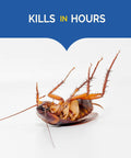 Dead cockroach highlighting efficacy of Fast Acting Liquid Roach Bait 6 Pack that wipes out pesky cockroaches in hours.