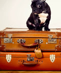 Black dog sitting on vintage brown suitcases with metal latches, highlighting Retro Cabinet Duckbilled Toggle Hasp and Antique Padlock Kit.