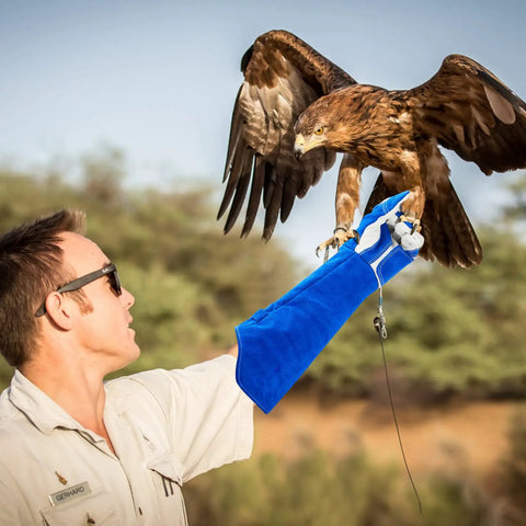 Trainer using Ultra Tough Bite Proof Animal Handling Gloves With Reinforced Leather And Kevlar for falcon grabbing.