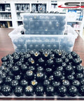 Front view: SB Distribution Ltd black phenolic ABS ball knobs with brass inserts; 3/8-16 thread.
