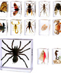 Real Animal Specimens In Resin Taxonomy Kit For Science Class And Homeschool Crystal Clear Taxidermy Blocks with insects and marine life
