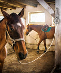 3 Pack Horse Tie Ring Set for Horses 304 Stainless Steel Training Rings used in stable with two horses