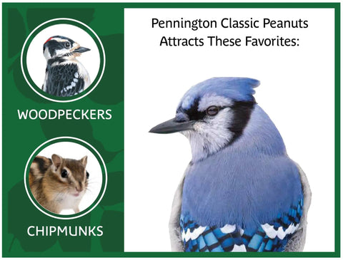 Top Shelf Whole In Shell Peanuts 5 Pound Haul attracts blue jays and chipmunks with high fat nutrition.