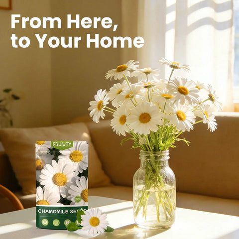 German Chamomile Seeds Pack With About 2300 Perennial Seeds For Your Home Garden Easy To Grow High Germination No Fuss Indoor Or Outdoor Planting Perfect For Your Dope Herb Garden