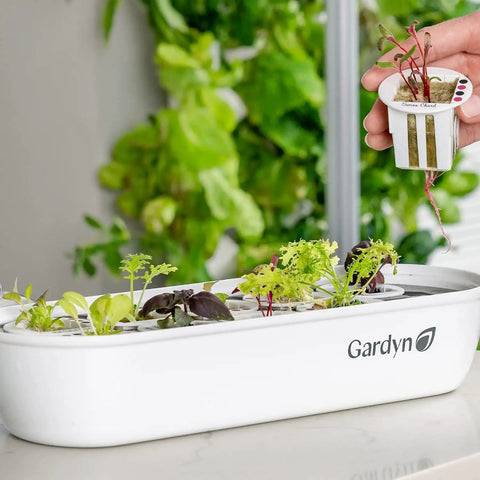 Indoor Seed Germination And Hydroponic Growing Kit for Easy No Fuss Home Gardens with tray and microgreens under grow light