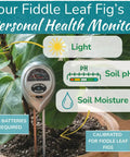Fiddle Leaf Fig Care 3-in-1 Soil Moisture Meter With Light Sensor monitoring plant's health beside fiddle leaf fig leaves.
