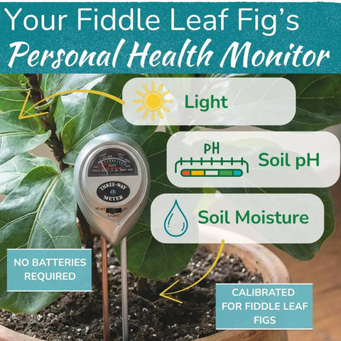 Fiddle Leaf Fig Care 3-in-1 Soil Moisture Meter With Light Sensor monitoring plant's health beside fiddle leaf fig leaves.