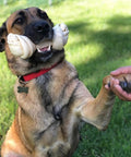 Dog holding an American Beefhide 12 Inch Knotted Dog Bone Chew Treat With Natural Flavor Thick Long Lasting Rawhide Chew in its mouth.