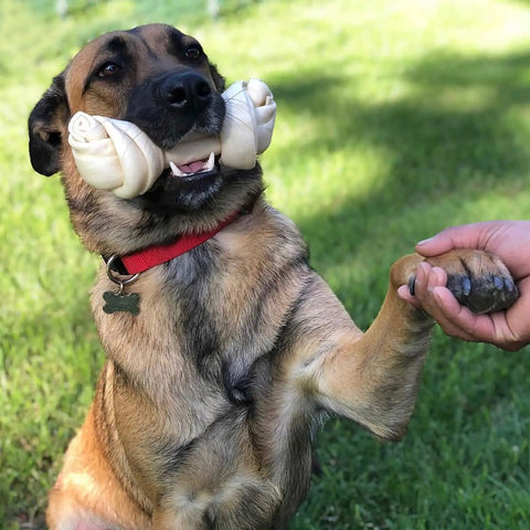 Dog holding an American Beefhide 12 Inch Knotted Dog Bone Chew Treat With Natural Flavor Thick Long Lasting Rawhide Chew in its mouth.