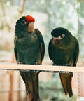 Two colorful parakeets perched on a wooden rod in a cage, showcasing the Premium Natural Wood Bird Perch Stand Set For Parakeets And Cockatiels.
