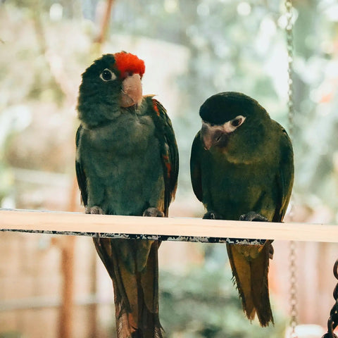 Two colorful parakeets perched on a wooden rod in a cage, showcasing the Premium Natural Wood Bird Perch Stand Set For Parakeets And Cockatiels.