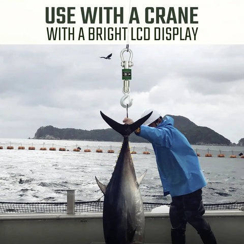 Heavy Duty Digital Crane Scale With Clear LCD Screen Built Tough For Real World Jobs Straight Shot Weighing Up To Six Thousand Pounds monitoring a large fish.