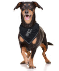 Dog wearing NBA San Antonio Spurs Tie Bandana For Pets Large X Large Dog Cat Bandanna Scarf Bib The Ultimate Game Day Party Bandana Accessory