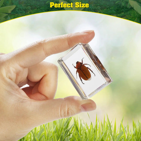 Person holding a beetle in clear resin from 15 Varied Insect Specimens Resin Set With Real Butterflies And Beetles For Science Classrooms And Biology Labs Hands-On Observation Ready Educational Bug Preserved Collection Includes Storage Bag And Magnifying Glass