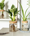 Dope Glass Propagation Stations For Plants Desktop Flower Vases set of four with two large and two small vases for plant cuttings display