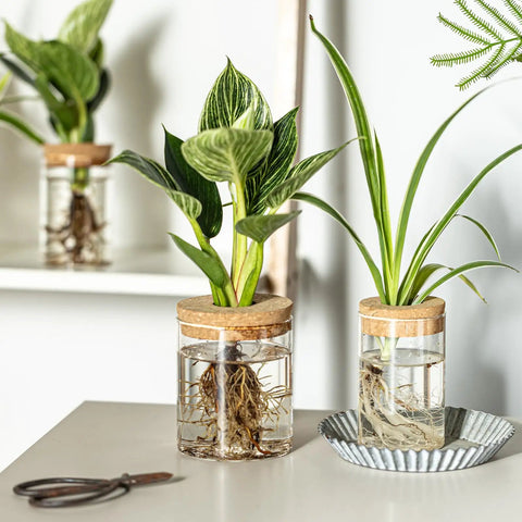 Dope Glass Propagation Stations For Plants Desktop Flower Vases set of four with two large and two small vases for plant cuttings display