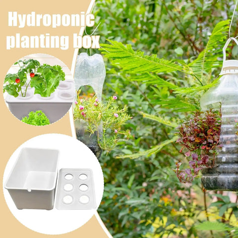 Six Holes Seedling Kit For Hydroponics Growing System with plants, six-hole lid, and sturdy PP planting box outdoors