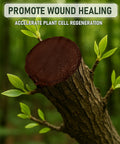 Tree with sealed pruning cut using Pro Grade Heavy Duty Tree Wound Sealer And Dressing 500G for plant cell regeneration.