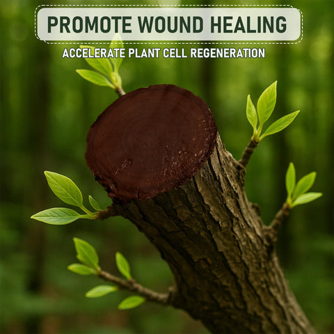 Tree with sealed pruning cut using Pro Grade Heavy Duty Tree Wound Sealer And Dressing 500G for plant cell regeneration.