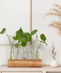 Propagation Station Terrarium With Wooden Stand And Five Glass Test Tubes Vases for Home Office Desk Decor, plants displayed