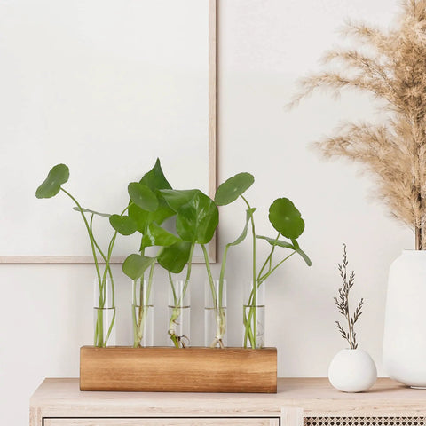 Propagation Station Terrarium With Wooden Stand And Five Glass Test Tubes Vases for Home Office Desk Decor, plants displayed