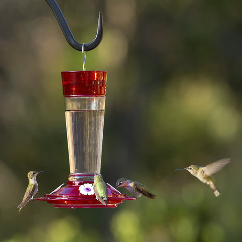 Ruby Red Hummingbird Feeder With Four Flower Shaped Feeding Ports Glass Outdoor Bird Feeder 10 Ounce Nectar Capacity Built In Ant Moat