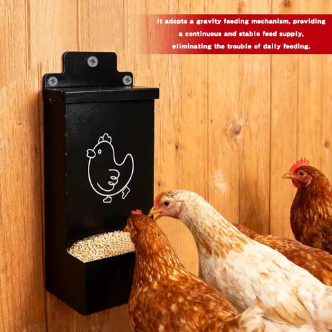 No Sweat Auto Fill Metal Chicken Grit Feeder Slick Oyster Shell Dispenser With Tight Lid holding feed for hens.