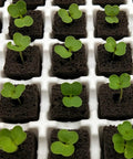 Seed Starter Plugs Kit With Rapid Root Sponges And 60 Colorful Labels For Organic Plant Starters And Hydroponics, seedlings sprouting