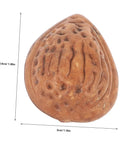 3.5cm lifelike faux almond nut, front view, 40 Realistic Faux Almonds For Crafts And Food Photography, Lifelike Artificial Nuts For Home Decor