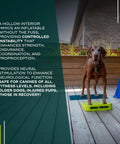 Dog standing on Inflation Free Balance Ramp For Dogs Easy Beginner Obedience And Balance Training Non Slippery Surface