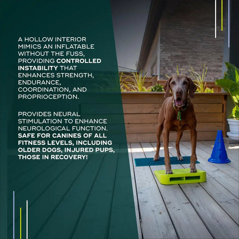 Dog standing on Inflation Free Balance Ramp For Dogs Easy Beginner Obedience And Balance Training Non Slippery Surface