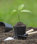 Young plant in black pot with soil, surrounded by Two Pack Solid Wood Replacement Garden Handles 50 Inch Grub Hoe Style With Horseshoe Heads