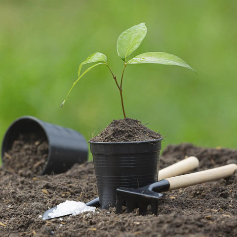 Young plant in black pot with soil, surrounded by Two Pack Solid Wood Replacement Garden Handles 50 Inch Grub Hoe Style With Horseshoe Heads