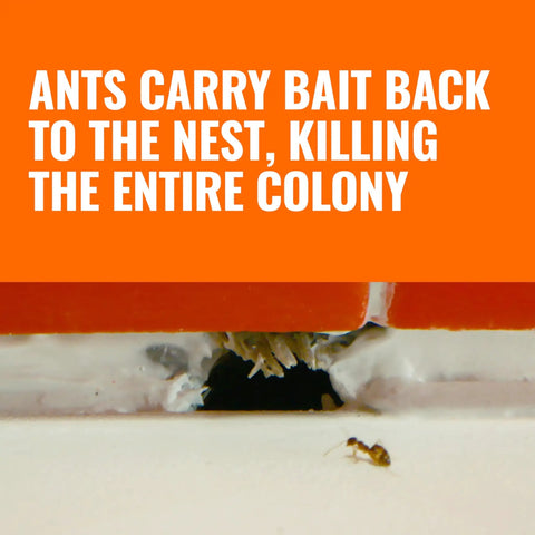 Ants carrying bait to nest; Liquid Ant Bait Stations For Indoor Control 12 Count Bait System That Attracts And Kills Ants Fast