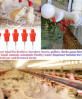 20 Pack Automatic Poultry Water Dispenser With Slick Stainless Steel Nipple Drinkers for Chickens Hens Ducks and Livestock in use.
