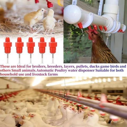 20 Pack Automatic Poultry Water Dispenser With Slick Stainless Steel Nipple Drinkers for Chickens Hens Ducks and Livestock in use.