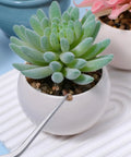 Pro Grade Garden Tweezers Set Of 3 Stainless Steel Plant Tweezers With Straight And Curved Tips, Dope Precision Bonsai Tools For Indoor Outdoor Gardening, Kitchen And More, 6.22In, 6.33In, 6.4In, stainless steel tweezers placing a pebble in a succulent pot